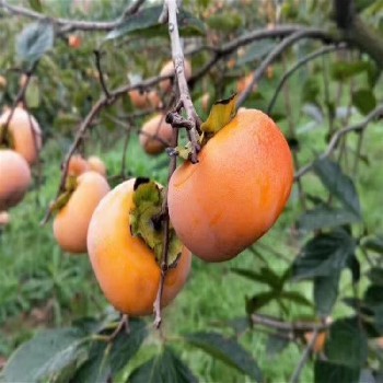 泰安柿子树苗 品质价格与种植基地全解析