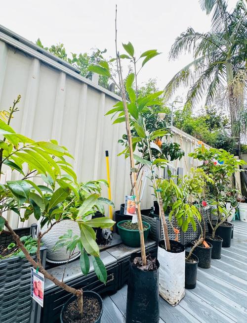 悉尼种植fuyu柿子,甜脆美味等你尝