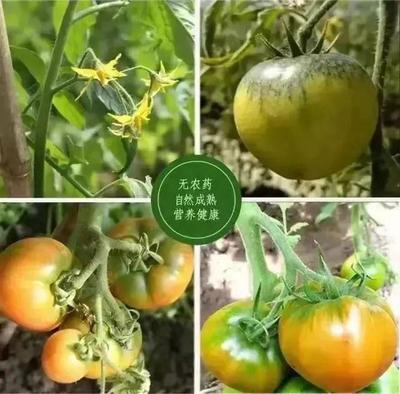 【艾米莉草莓西红柿】 铁皮柿子12.10