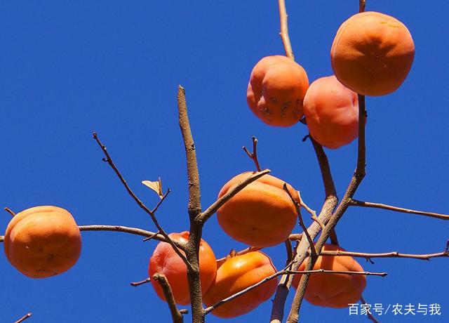 柿子种植的全流程技术与管理要点